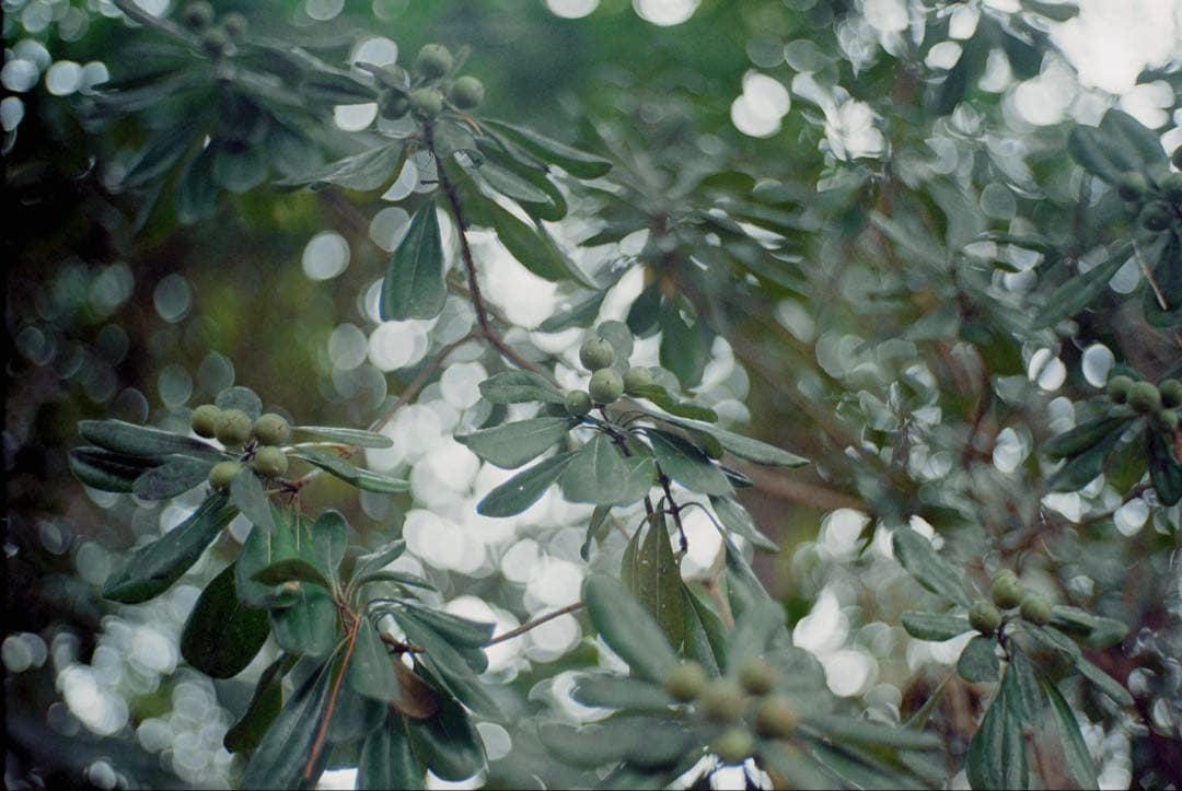 フィルムカメラ Rolleiflex SL35M planar 50mm f1.8