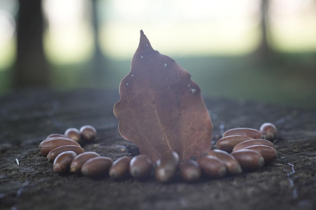 KMZ PO-2-2M 75mm f2 ライカM改 虹ゴースト グルグルボケ