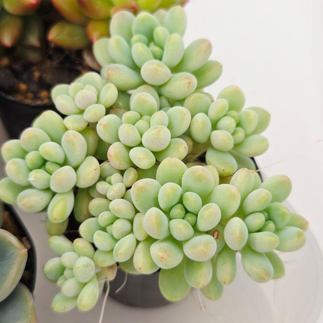 ㊸全15苗 つぶつぶ屋さん 萌牡丹❣️あられ❣️姫花火❣️発根済ネコポス込