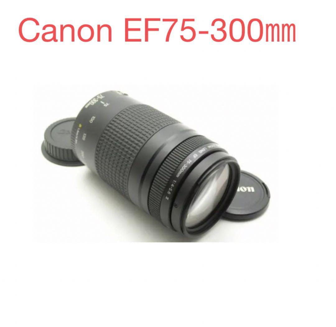 大迫力の300㎜/大望遠レンズ/キヤノン/Canon EF75-300 II