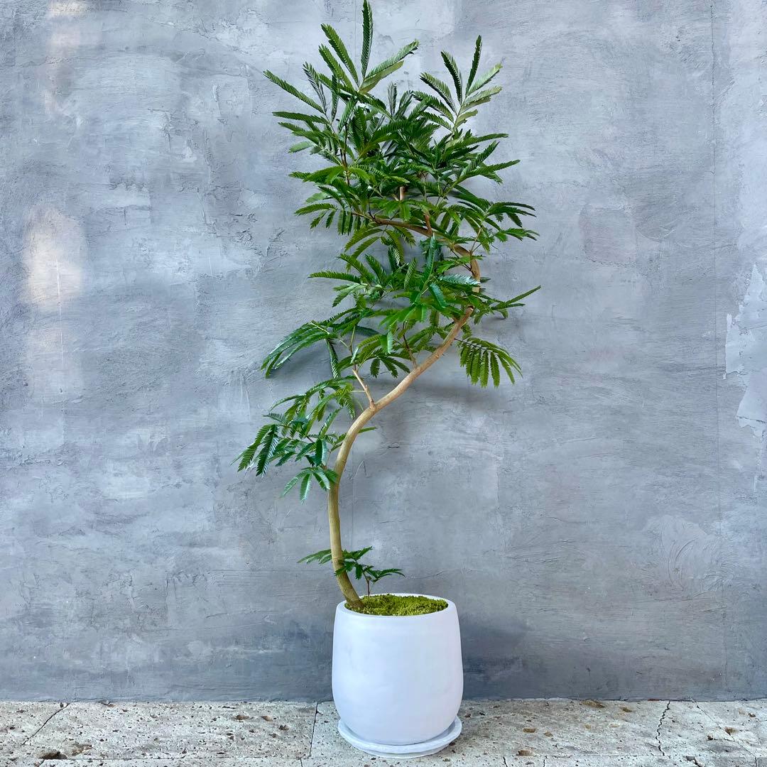 美形　大型　エバーフレッシュ　S字仕立て　天然苔　バルーン陶器鉢　植え込み発送