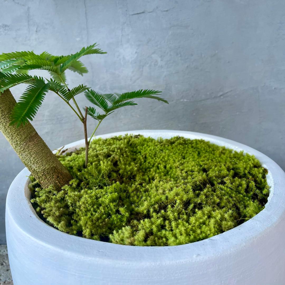 美形　大型　エバーフレッシュ　S字仕立て　天然苔　バルーン陶器鉢　植え込み発送