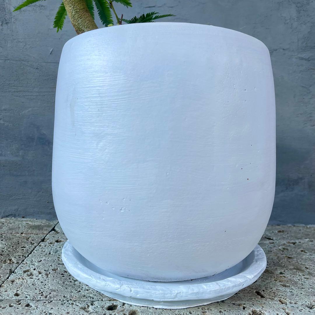 美形　大型　エバーフレッシュ　S字仕立て　天然苔　バルーン陶器鉢　植え込み発送