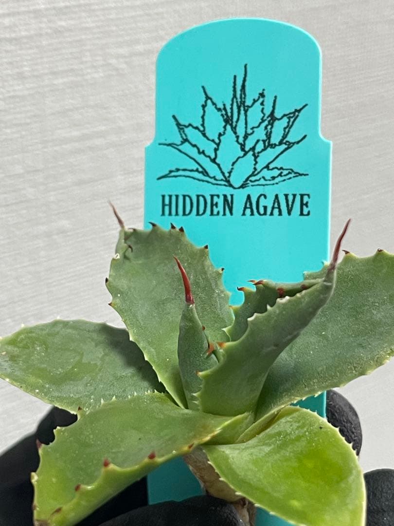 ジェレミー産 アガベ ネバデンシス×（パラサナ×イシスメンシス） ハイブリッド