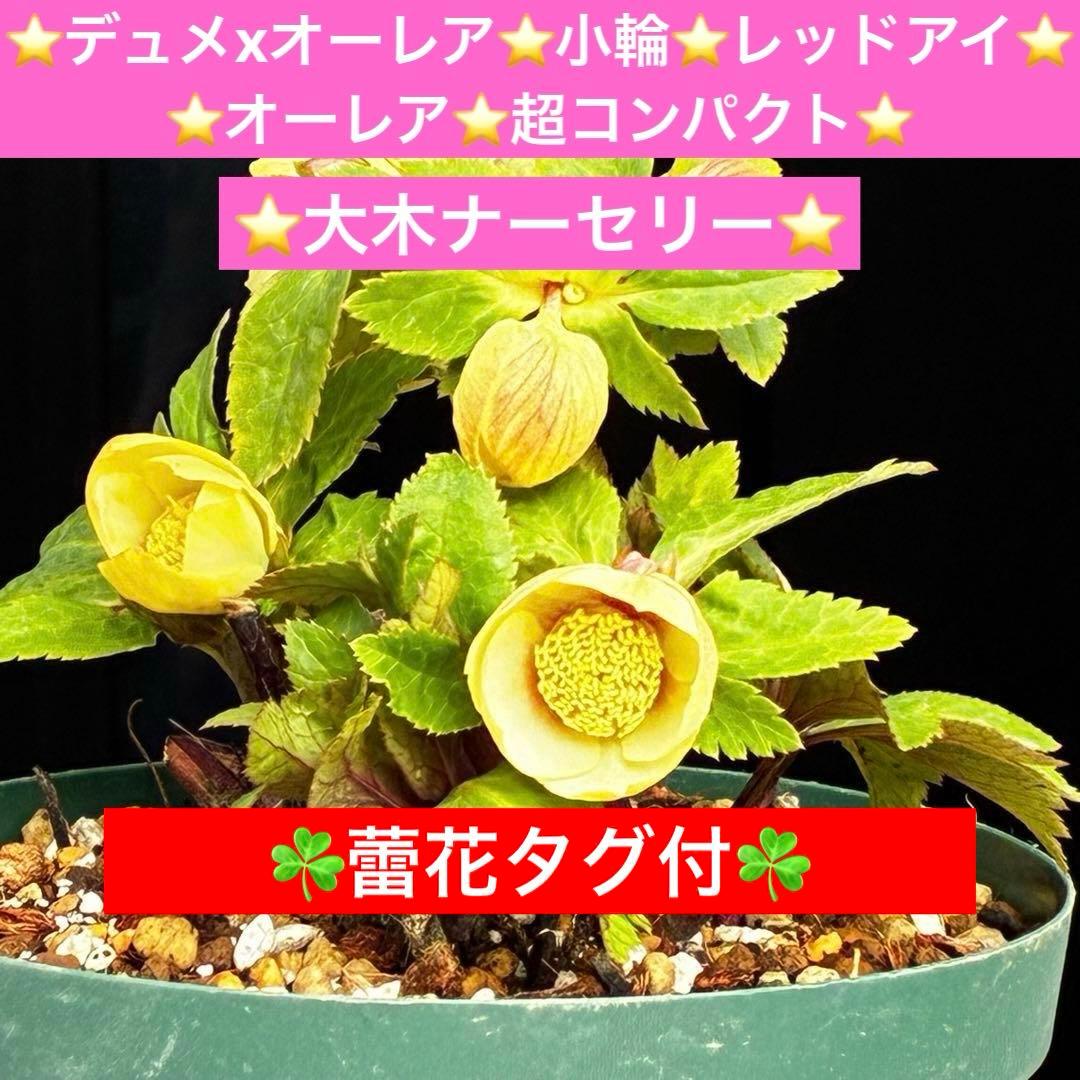 ま*か様 588☘️蕾花タグ付☘️デュメxオーレア⭐️小輪⭐️レッドアイ⭐️オー