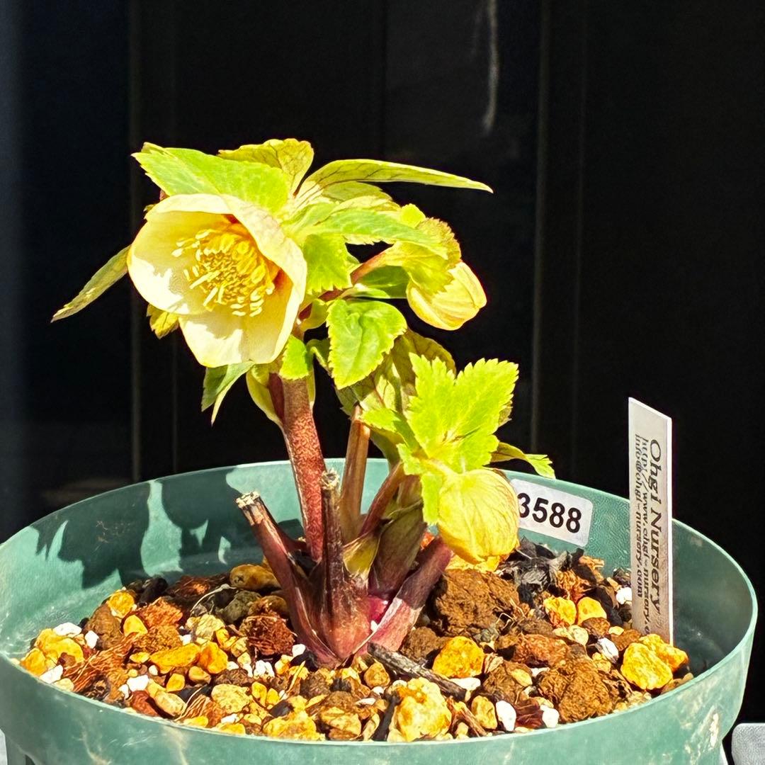 ま*か様 588☘️蕾花タグ付☘️デュメxオーレア⭐️小輪⭐️レッドアイ⭐️オー