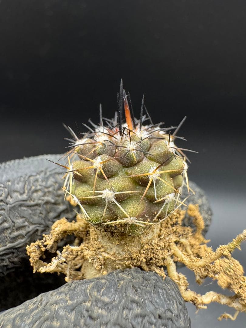 gyu様 リクエスト 5点 まとめ商品