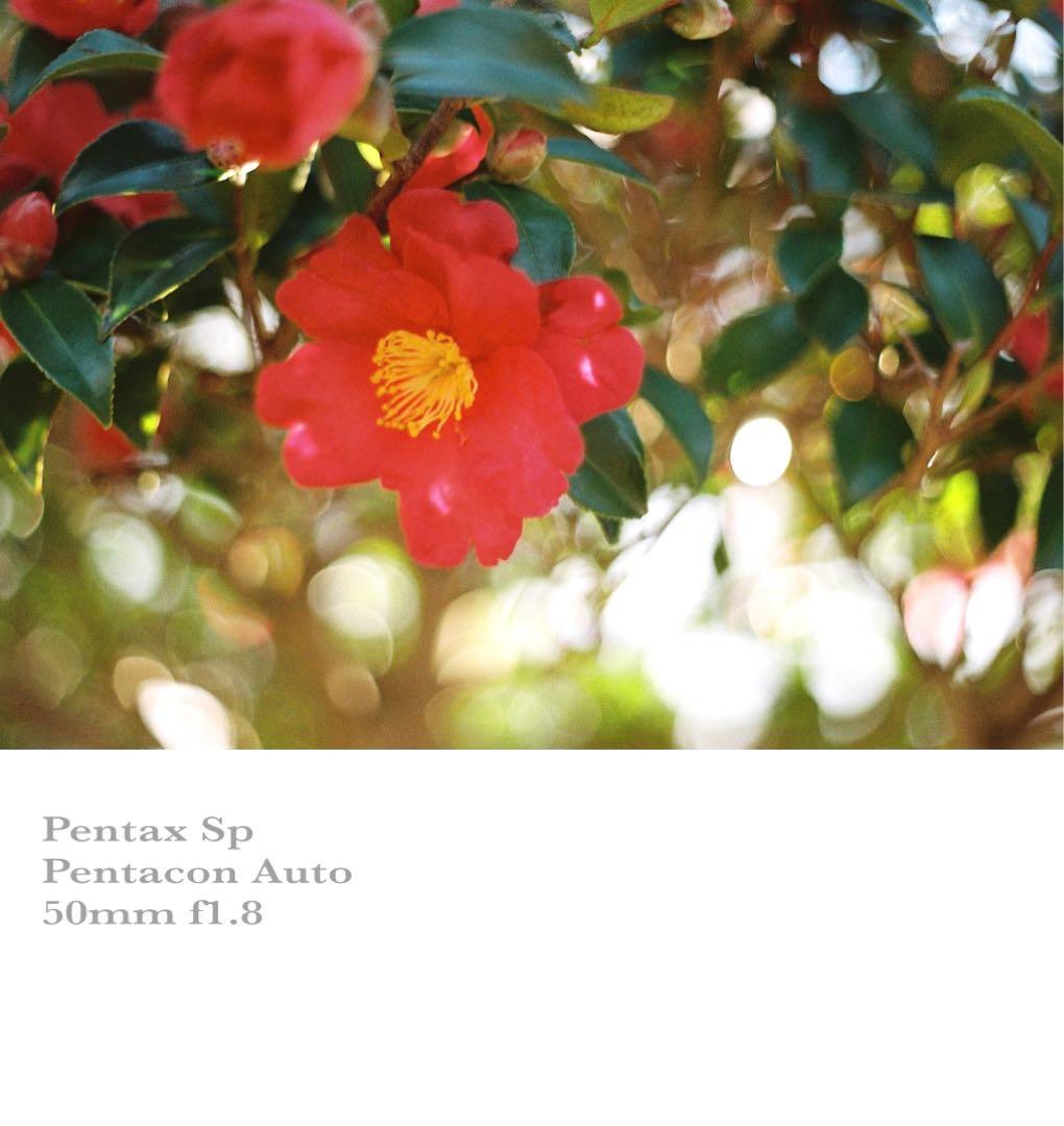 ★希少★PENTACON 50mm f1.8★pentax sp ★完動品＊美品