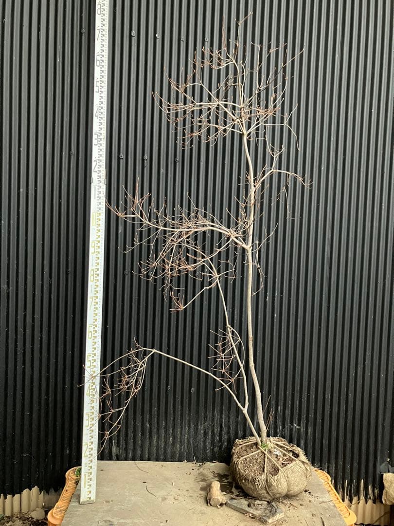 山採り　ドウダンツツジ　p