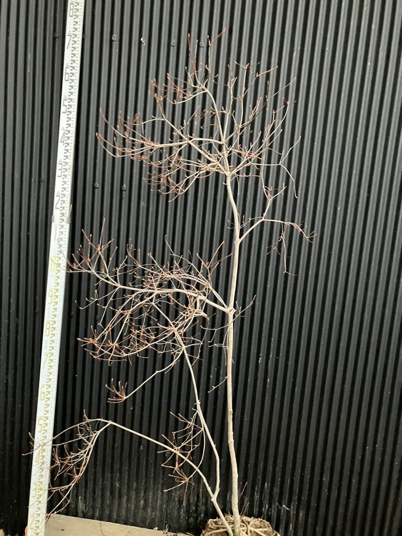 山採り　ドウダンツツジ　p