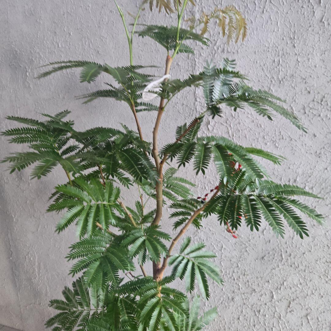 ①　エバーフレッシュ　8号　極太　最高等級極上品‼️