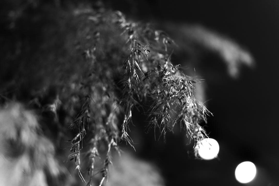 SONY FE TAMRON 35mm f2.8 Di Ⅲ OSD M1:2