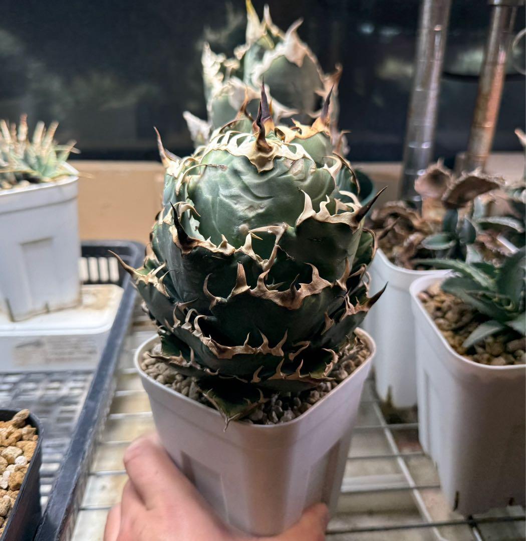 Collection オテロイ / 購入時名称スーパーチタノタ 悪魔くん