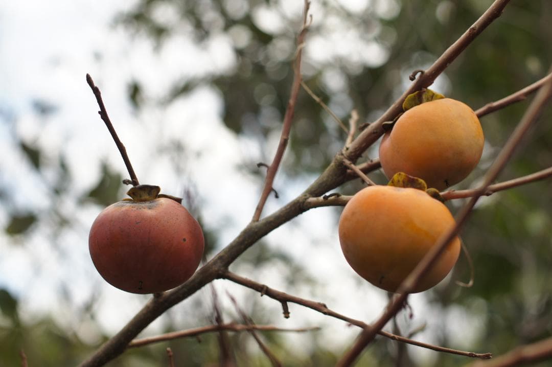 【整備済完動品】CANON FD 50mm F/1.4 S.S.C. レンズ