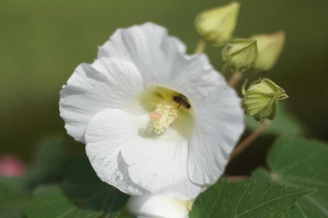 【整備済完動品】CANON FD 50mm F/1.4 S.S.C. レンズ