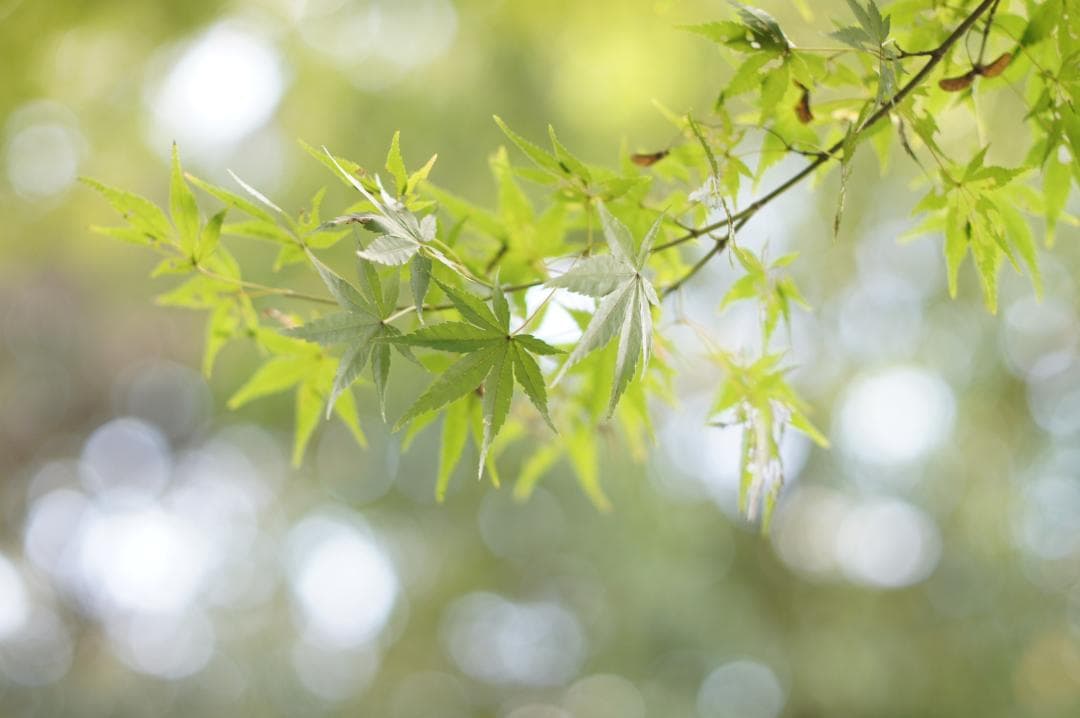 【整備済完動品】CANON FD 50mm F/1.4 S.S.C. レンズ