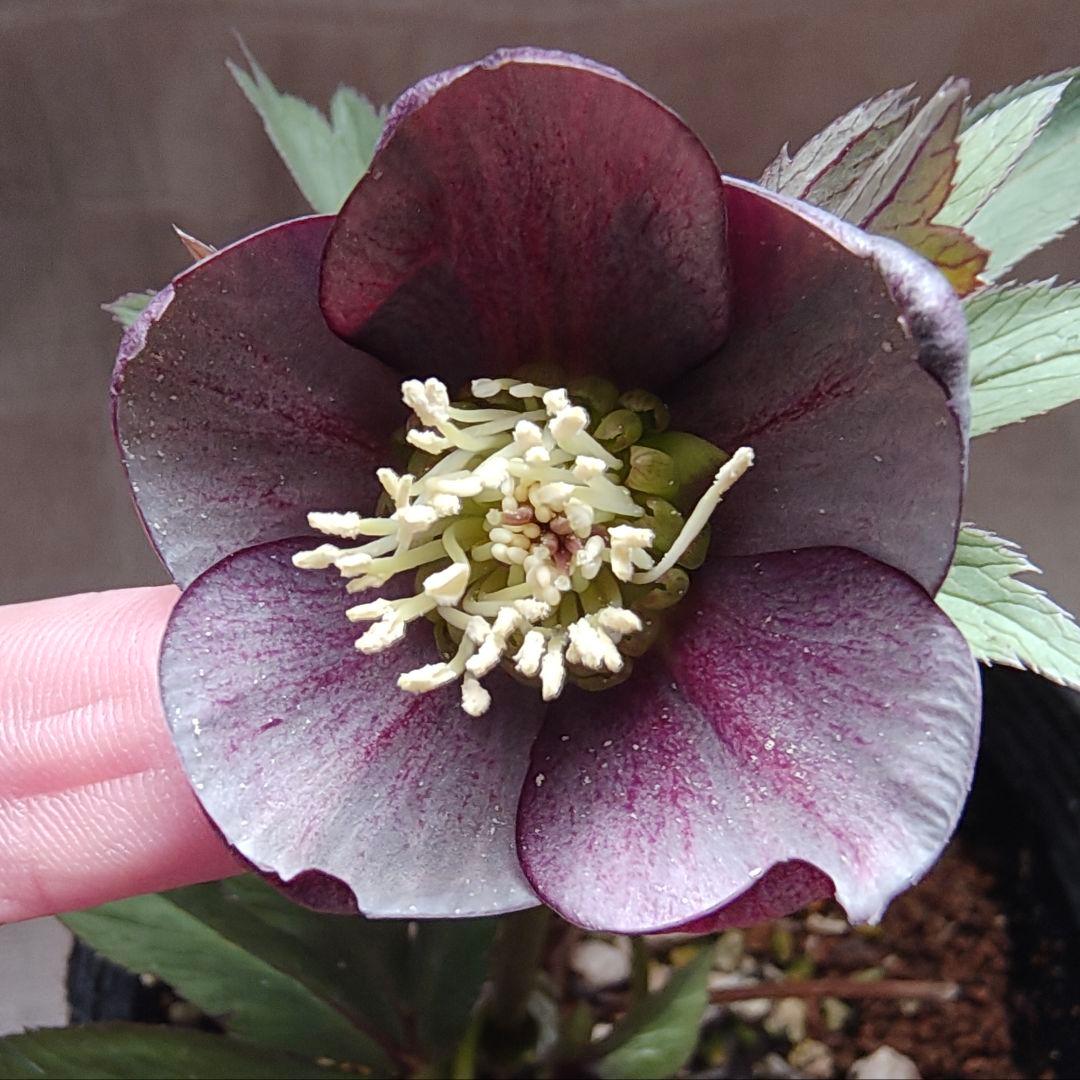 2618小輪系カップ咲ブルーグレーss 若泉ファームクリスマスローズ開花株