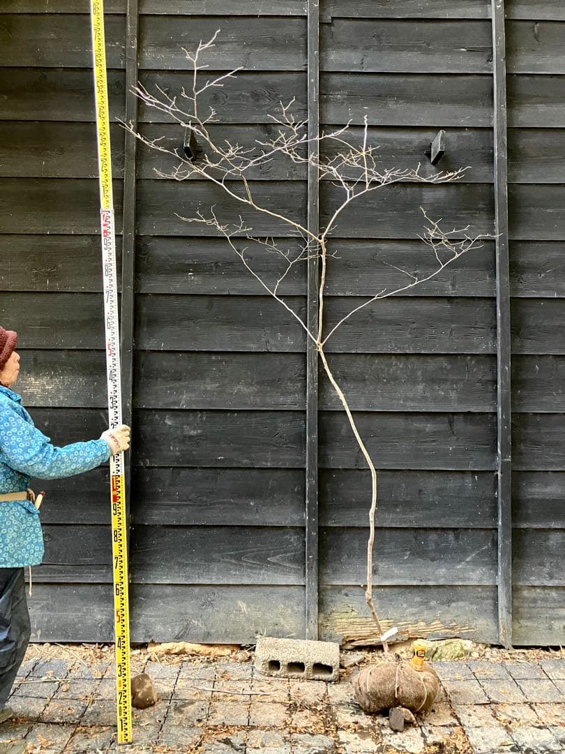 90 山採り　ナツハゼ