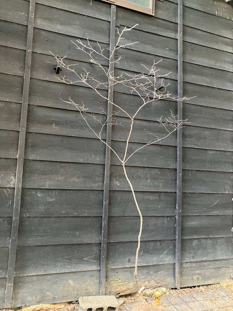 90 山採り　ナツハゼ