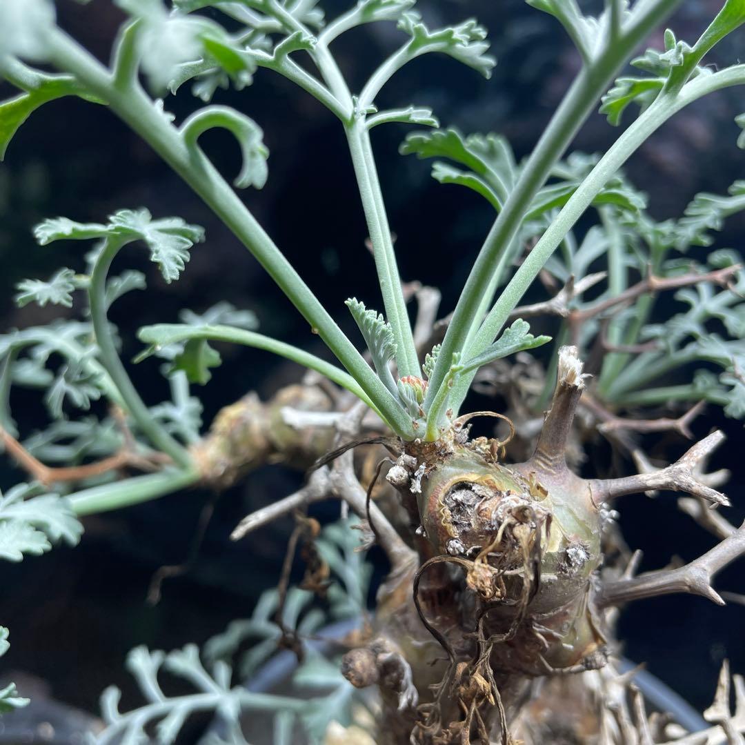 ペラルゴニウム・クリズミフォリウム②