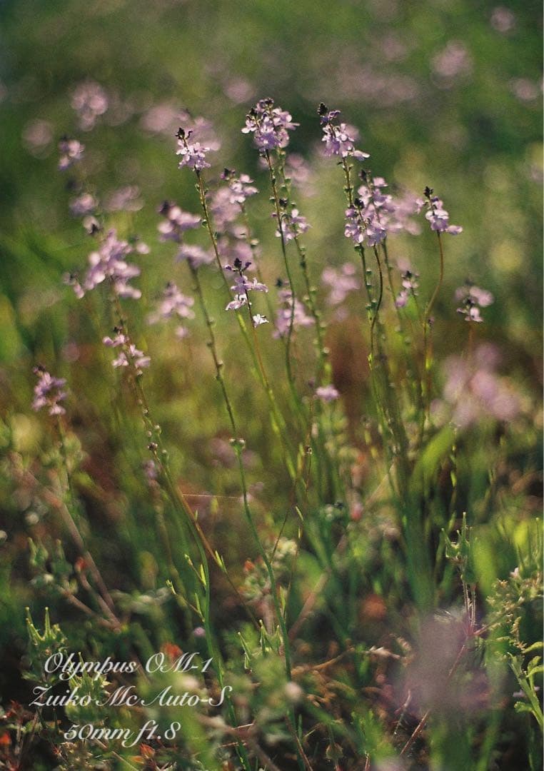 OM-1/zuiko 50mm f1.8★完動品・美品・初期保証！試写作例多数！