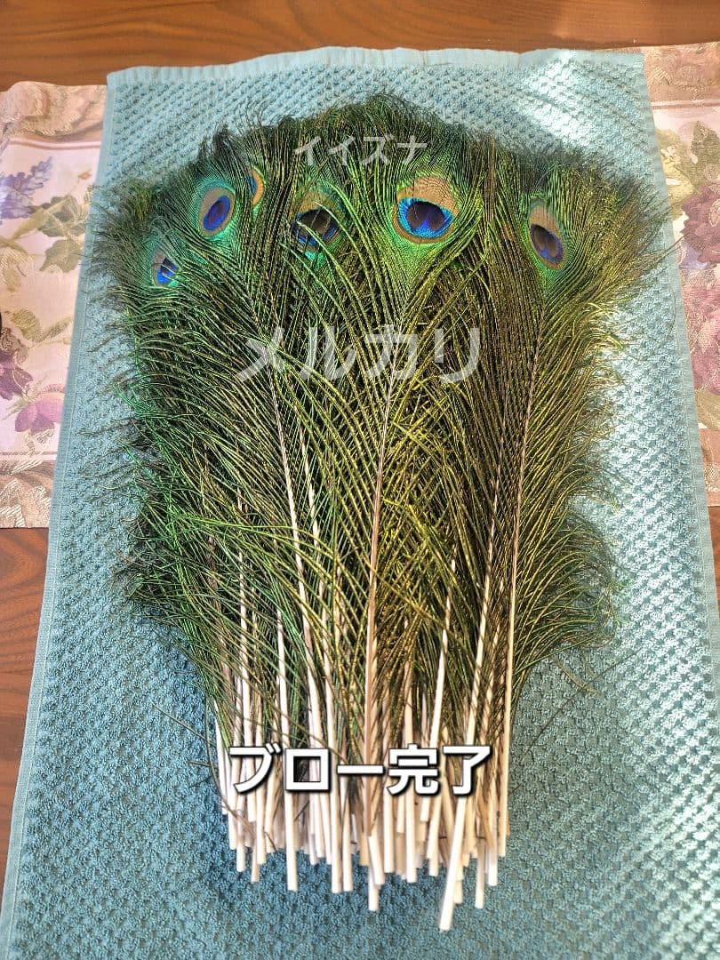 ピーコックアイ 100本 コエポン様ご依頼品