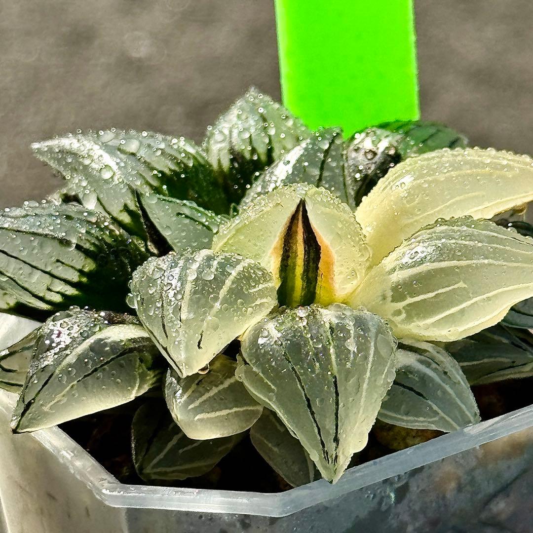 チ*ー様 アトロフスカミュータント錦　超美株　ハオルチア　観葉植物　47