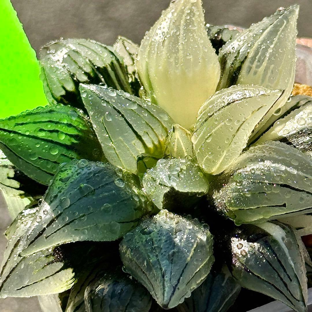 チ*ー様 アトロフスカミュータント錦　超美株　ハオルチア　観葉植物　47