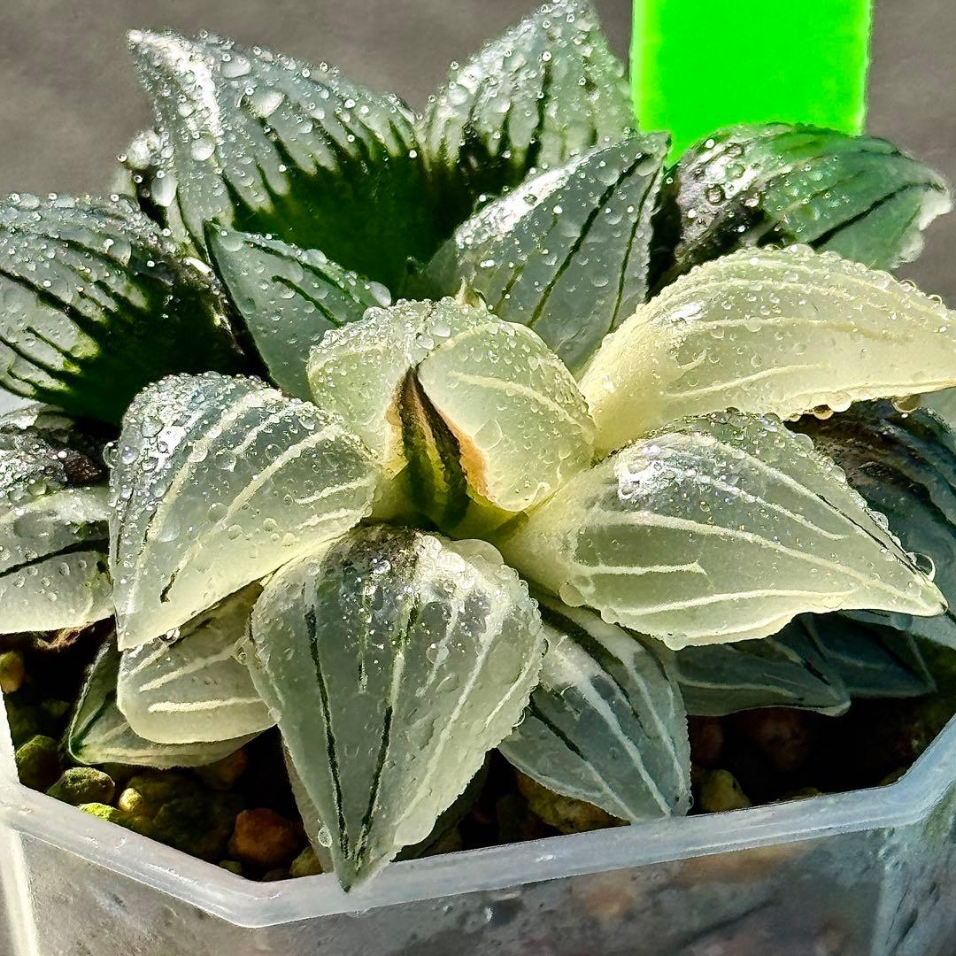 チ*ー様 アトロフスカミュータント錦　超美株　ハオルチア　観葉植物　47