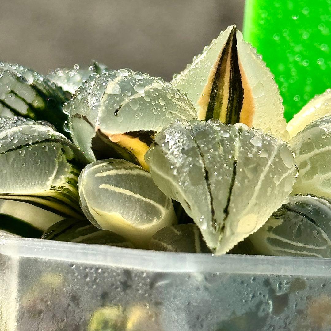 チ*ー様 アトロフスカミュータント錦　超美株　ハオルチア　観葉植物　47