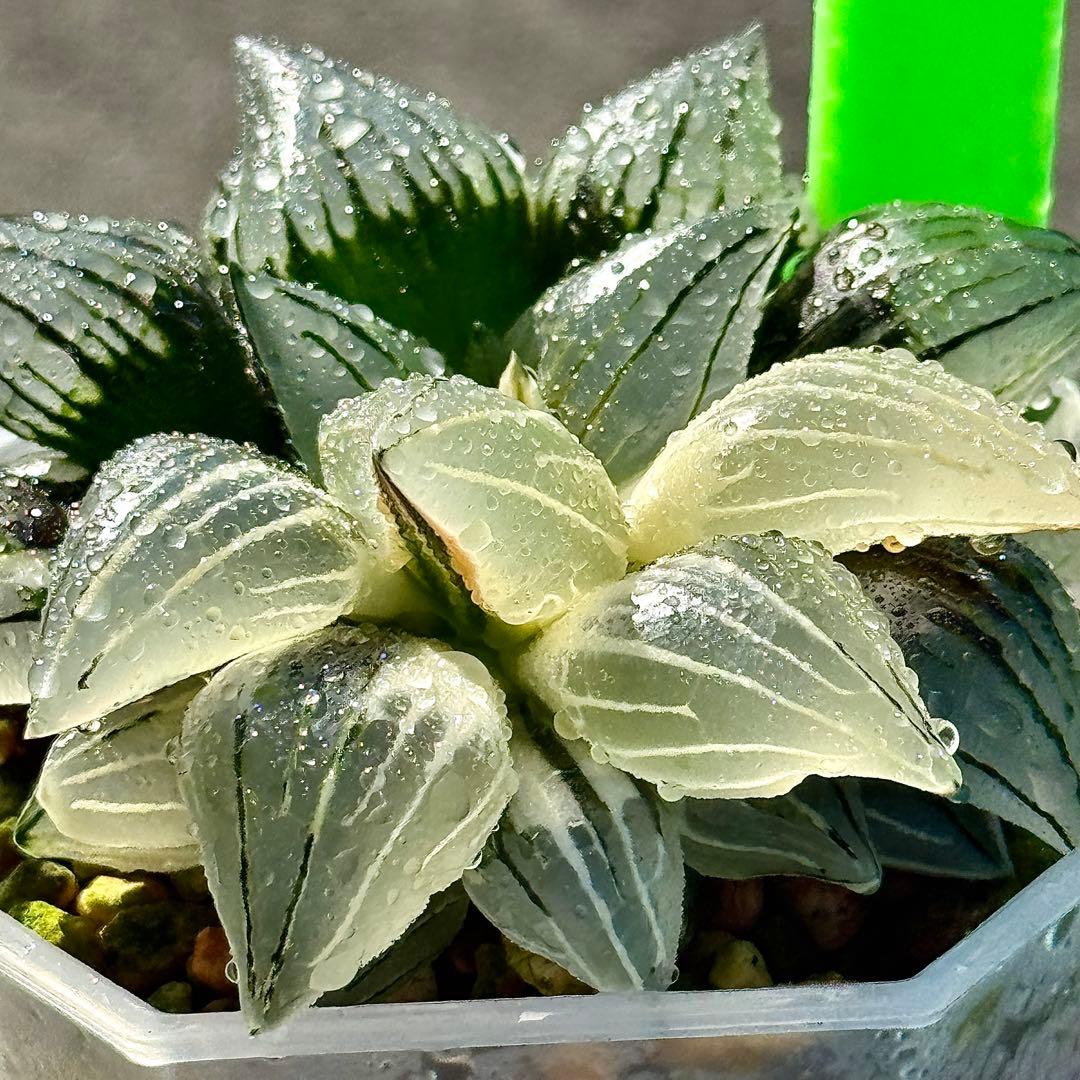 チ*ー様 アトロフスカミュータント錦　超美株　ハオルチア　観葉植物　47