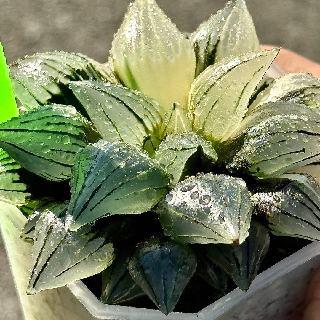 チ*ー様 アトロフスカミュータント錦　超美株　ハオルチア　観葉植物　47