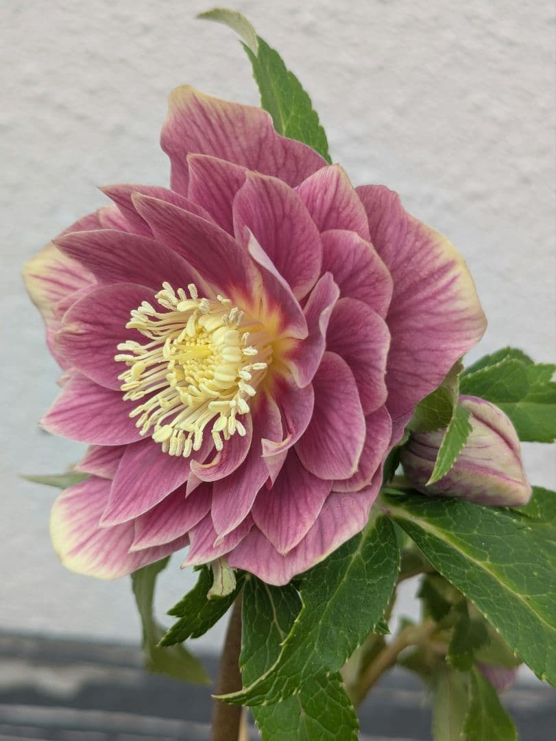 広瀬園芸 クリスマスローズ ソレイユdd 極上発色