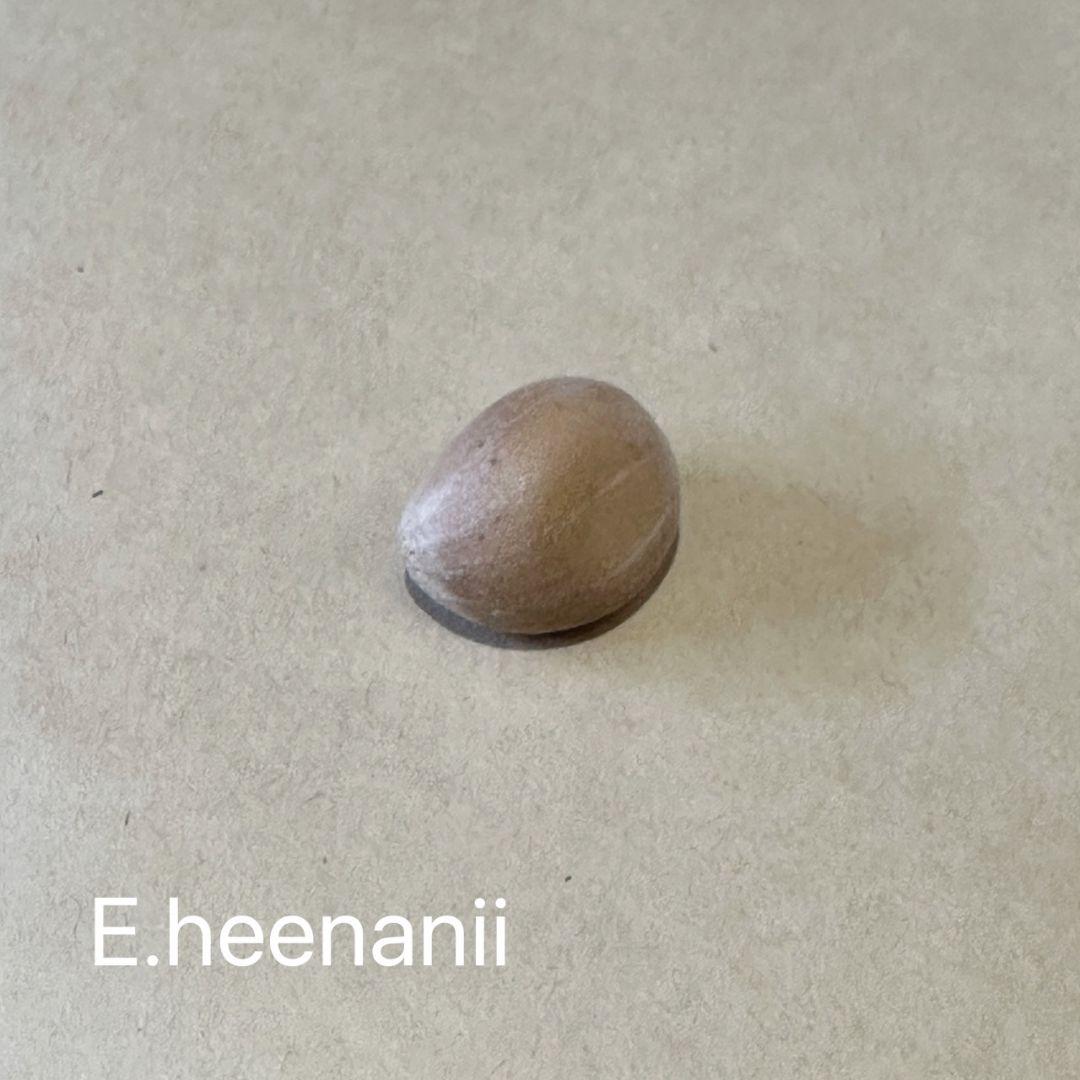 正規輸入種子1粒 エンセファラルトス ヒーナニー