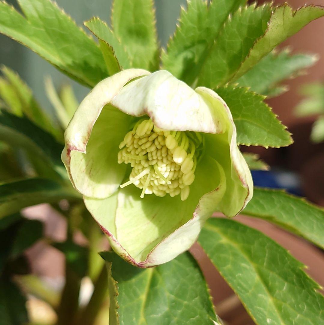 A*a様 クリスマスローズ 大和園 グリーンパステリッシュストレイン 株分け