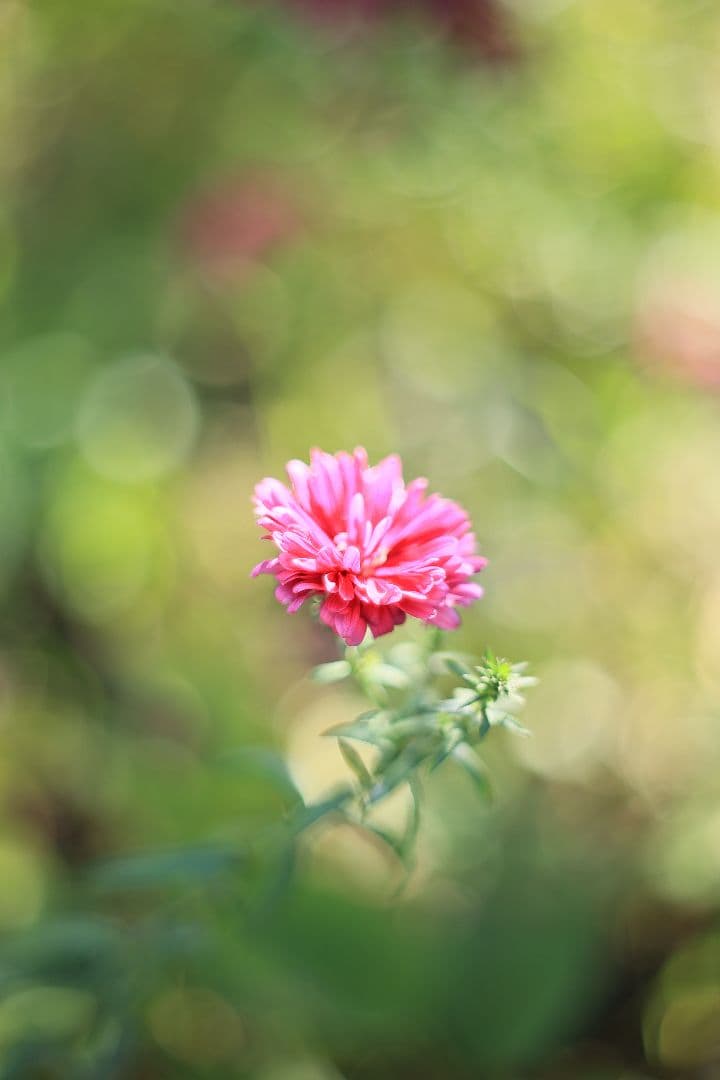 PENTACON auto 50mm F1.8 後期型 【美品】