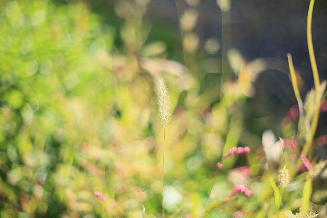 PENTACON auto 50mm F1.8 後期型 【美品】
