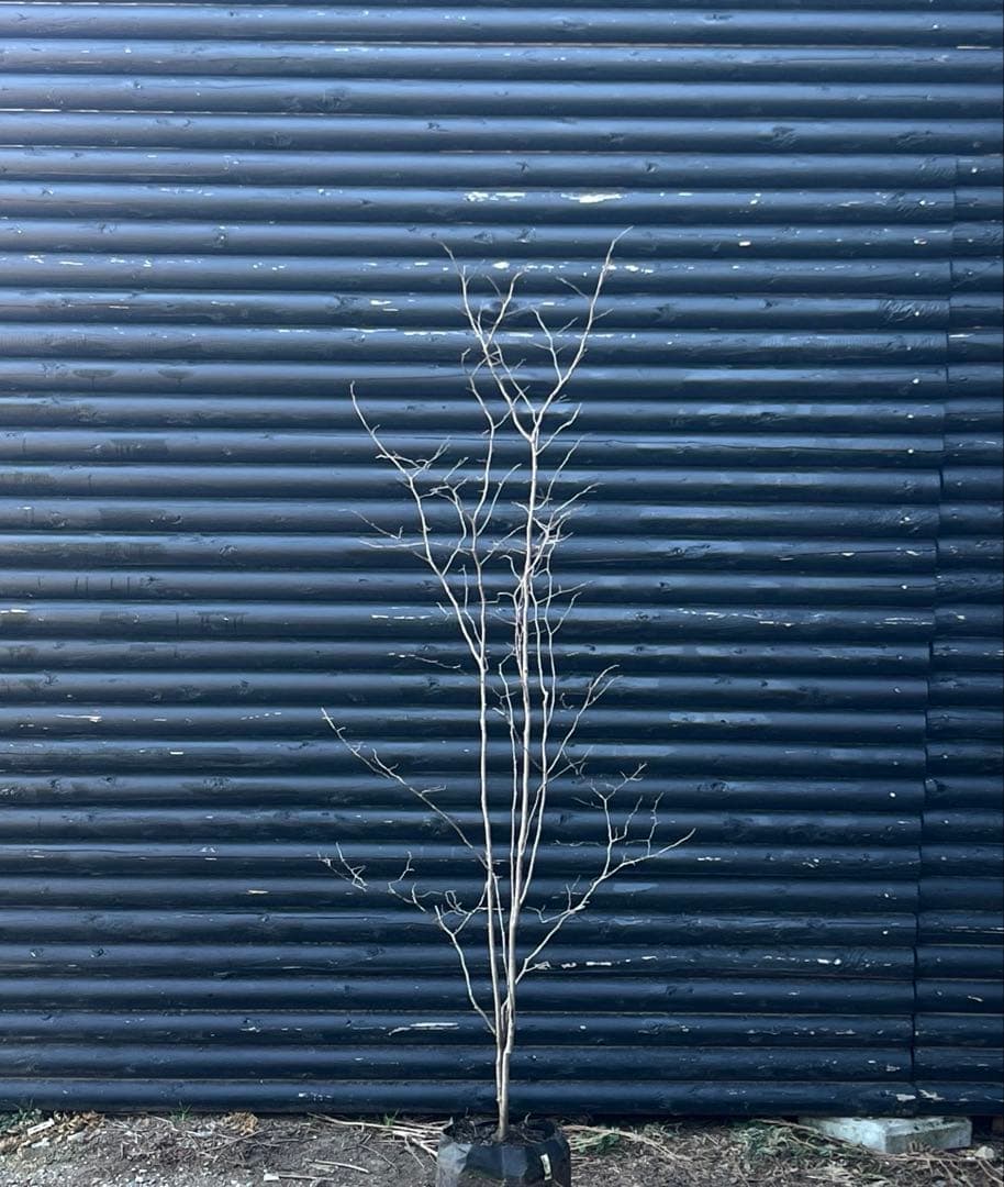 山採り天然　ナツハゼ　2