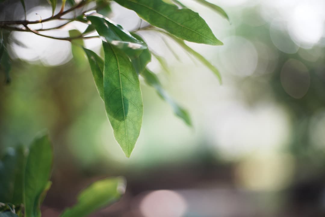 【極美品】動作◎ ニコン　Ai Nikkor 50mm F1.4 801