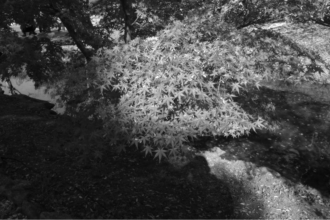 （専用）ライカ Leica D-Lux3 本体 + 付属品