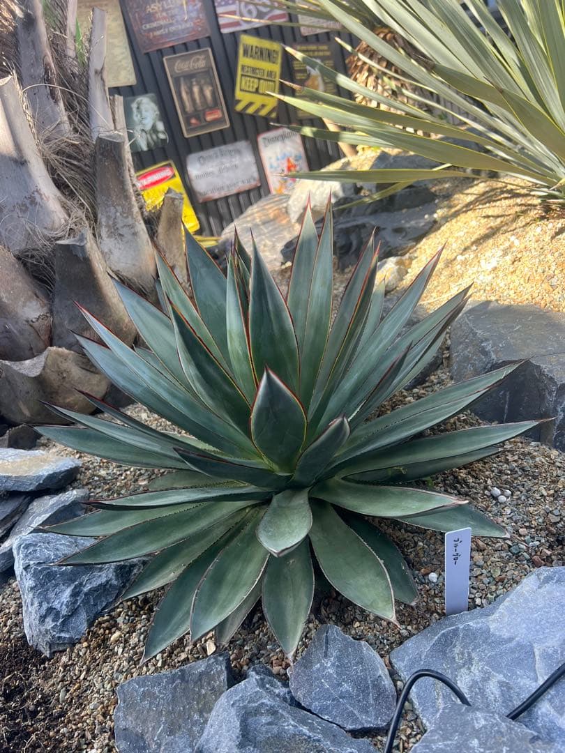 ブルーグロー　大株