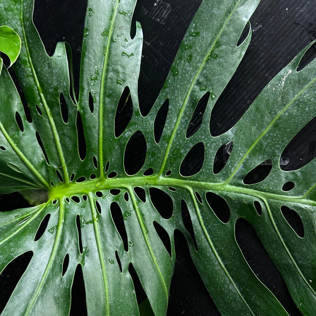 2*4様 モンステラデリシオーサマクロコズム超希少系統鉢植え71㎝