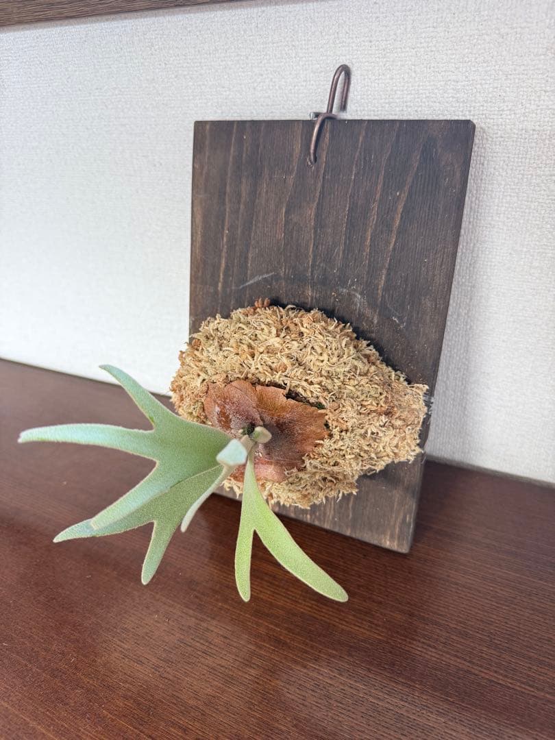 P. willinckii 'Polaris 'ポラリス子株ビカクシダ胞子セット