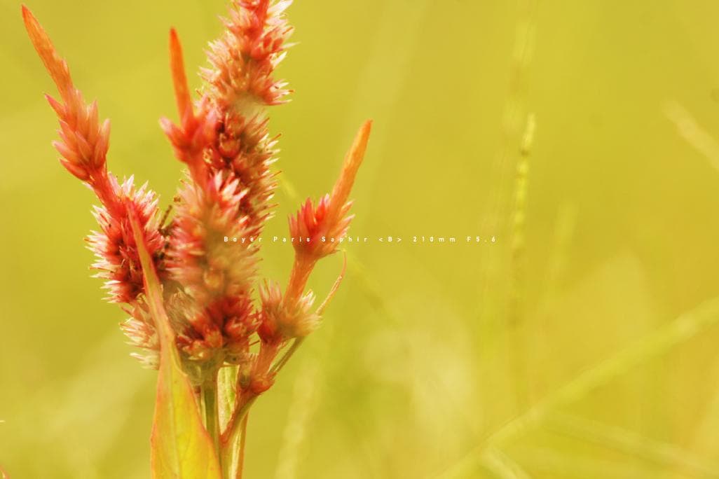 ★激レア M42改造 BOYER PARIS SAPHIR B 210／F5.6