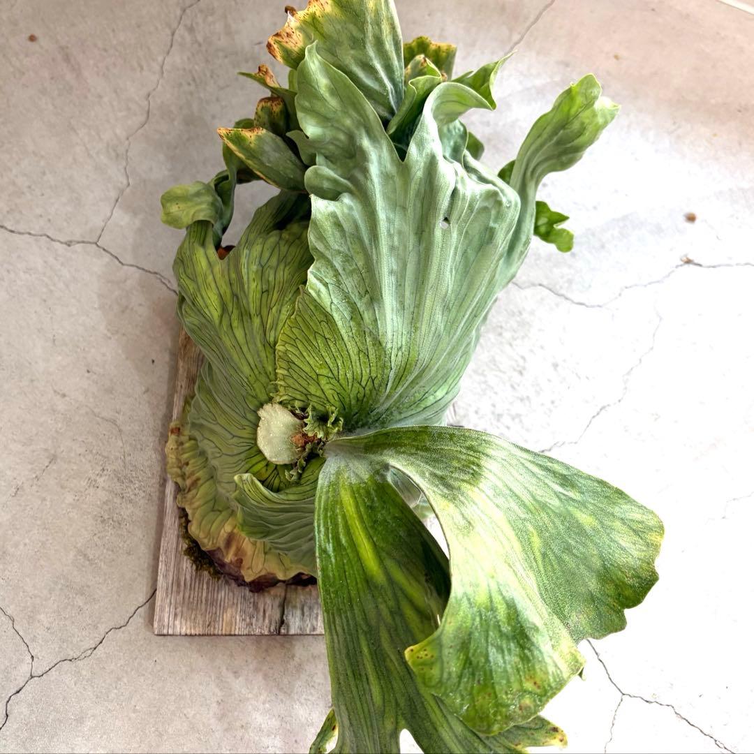 ビカクシダ　ワンダエドワーフ