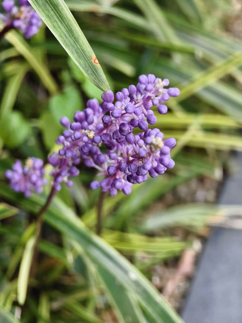 Vivo X100 Pro グローバル版 ・マクロ撮影◎