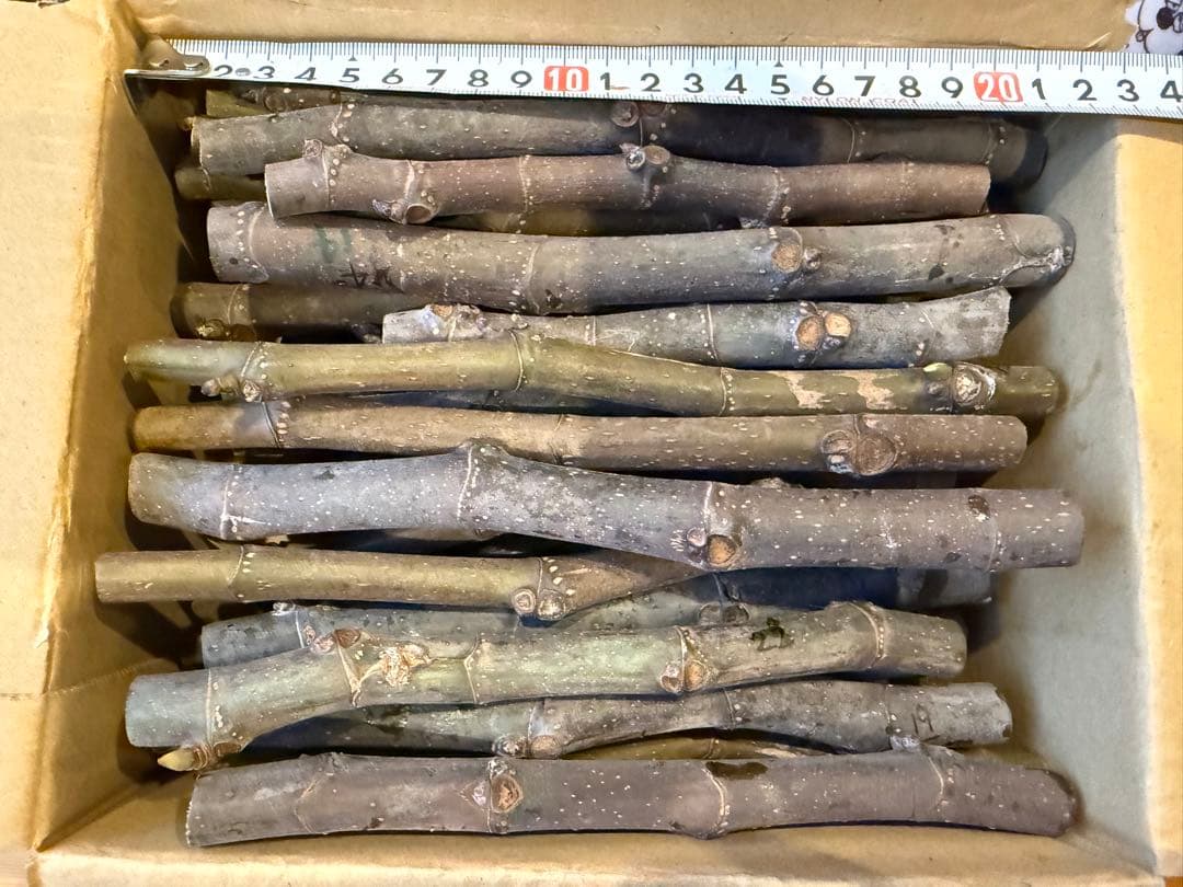 ニッキー品種60種セット！ 本日10時剪定！明日まで！イチジク 穂木