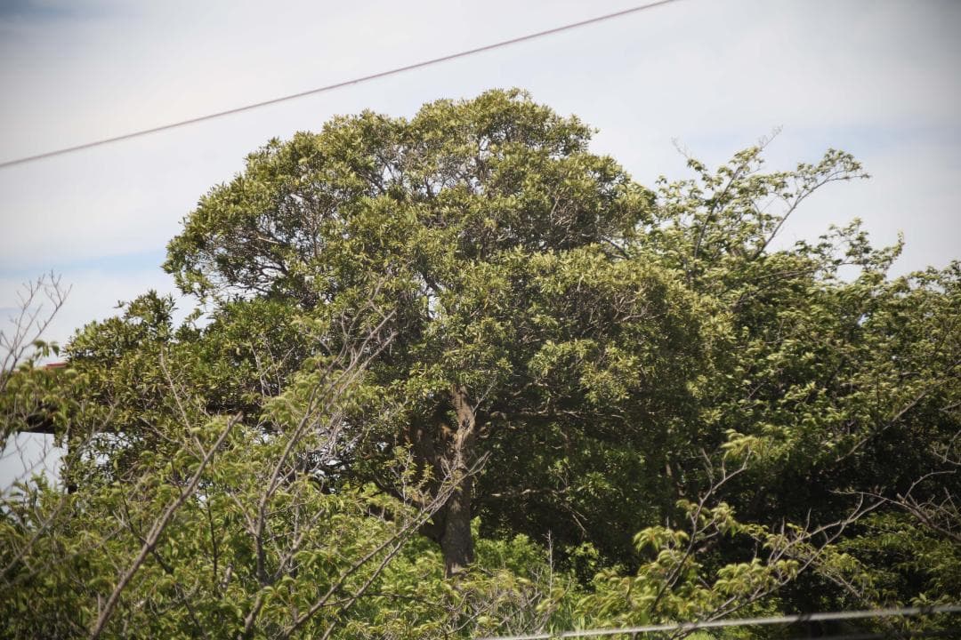 レンズ(単焦点) CANON NEW FD MACRO 100mm f/4 #7428