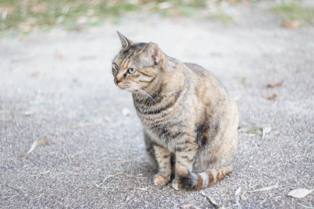 【富岡光学 ヤシカ】 Auto Yashinon DS 50mm F1.9