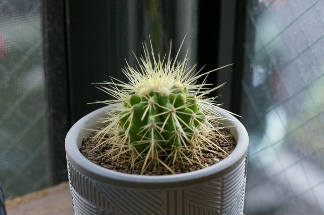 【完動品】SMC PENTAX-FA 50mm f/1.7 明るい単焦点レンズ